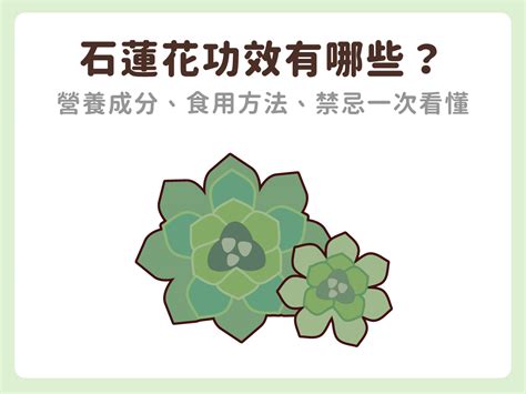 石蓮花禁忌|石蓮花功效禁忌全解析：安全食用、健康無虞 